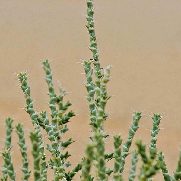 Cornulaca monacantha Leaf