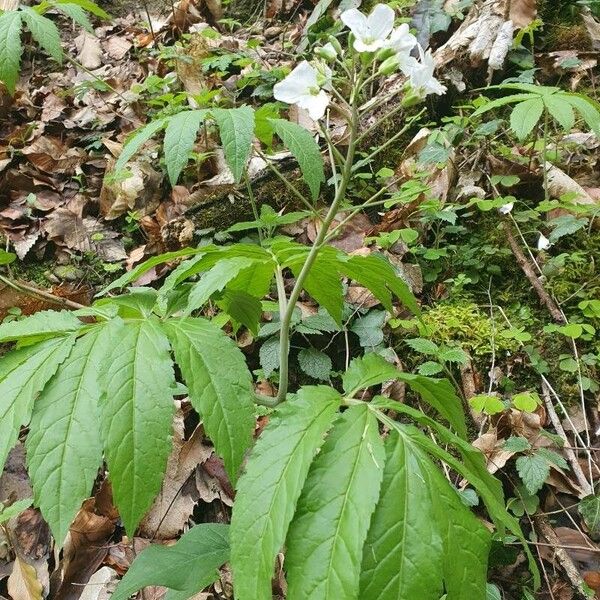 Cardamine heptaphylla Frunză