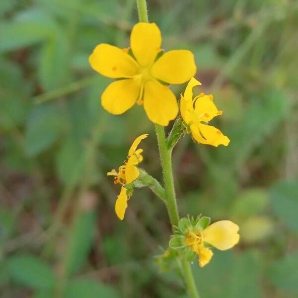 Agrimonia eupatoria Cvet