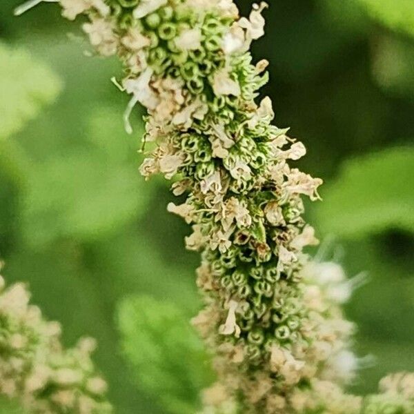 Mentha × rotundifolia Frukt