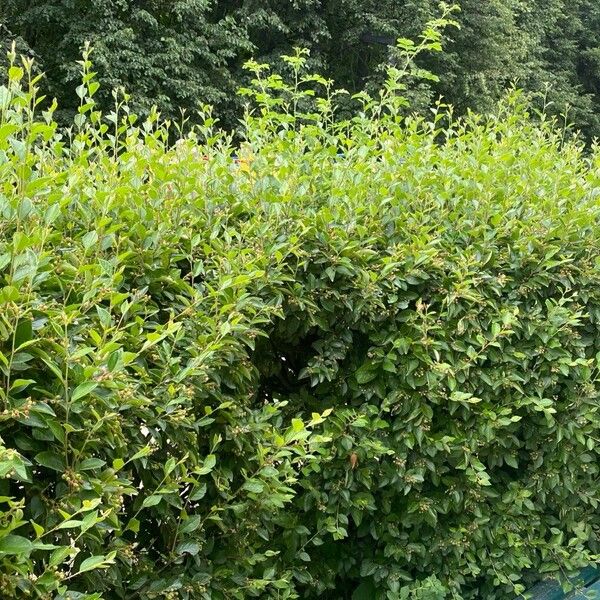 Cotoneaster acutifolius Alkat (teljes növény)