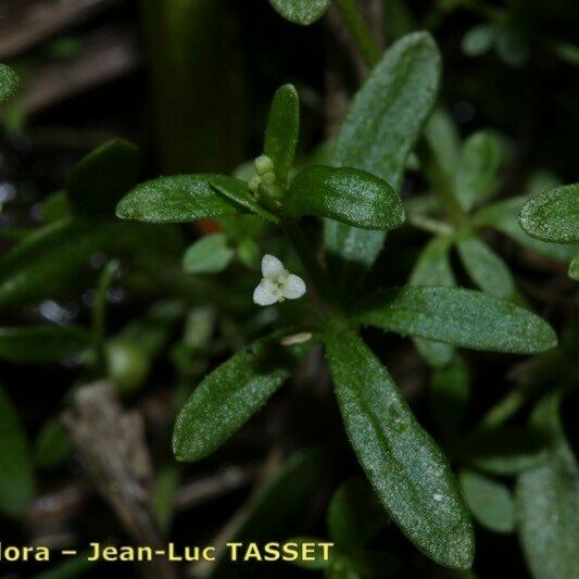 Galium trifidum Квітка