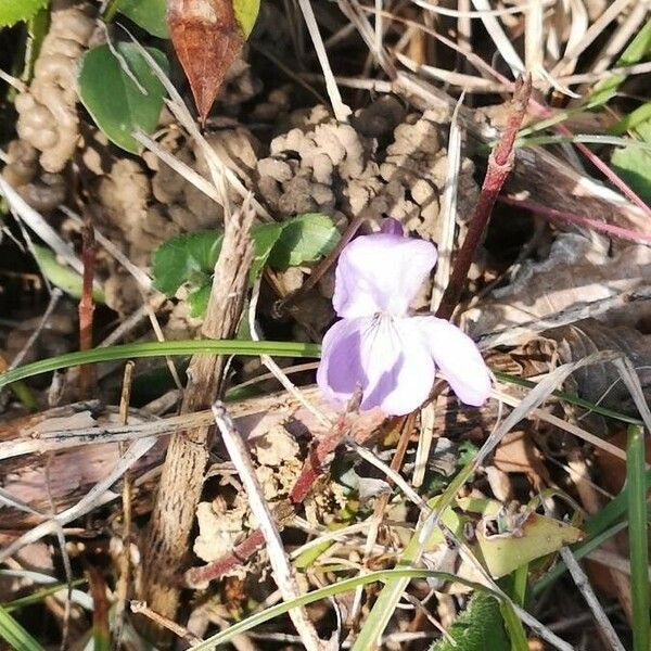 Viola riviniana Flor