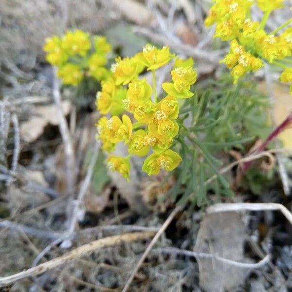 Euphorbia cyparissias Kwiat