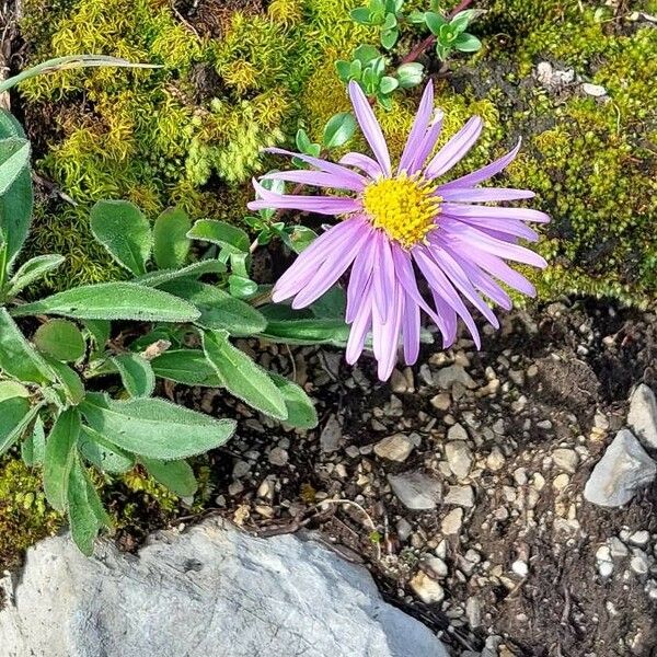 Aster alpinus Цветок