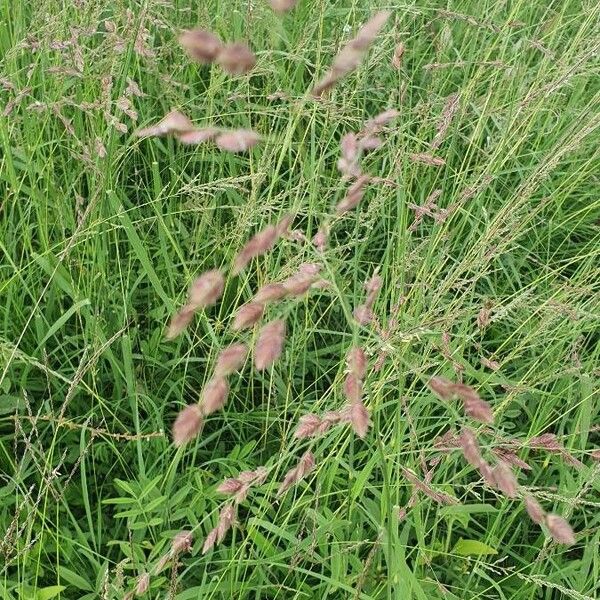 Eragrostis superba Flower