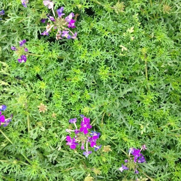 Verbena tenera Habit