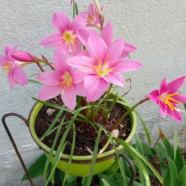 Zephyranthes rosea ᱵᱟᱦᱟ