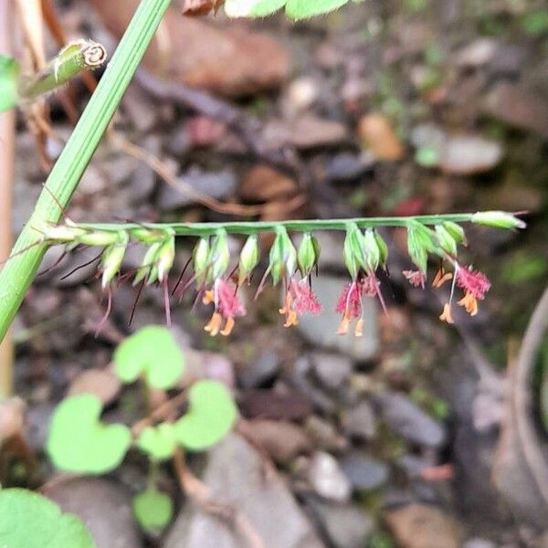 Oplismenus hirtellus Flower