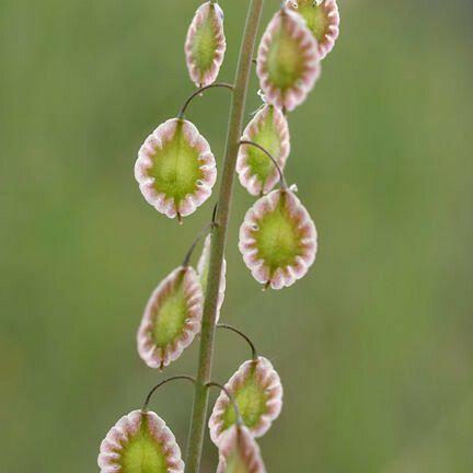 Thysanocarpus curvipes Plod