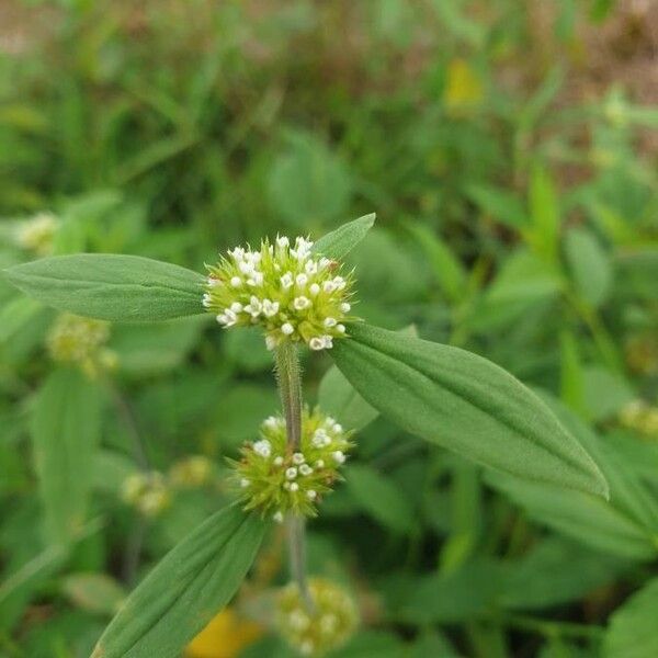 Mitracarpus hirtus Flower