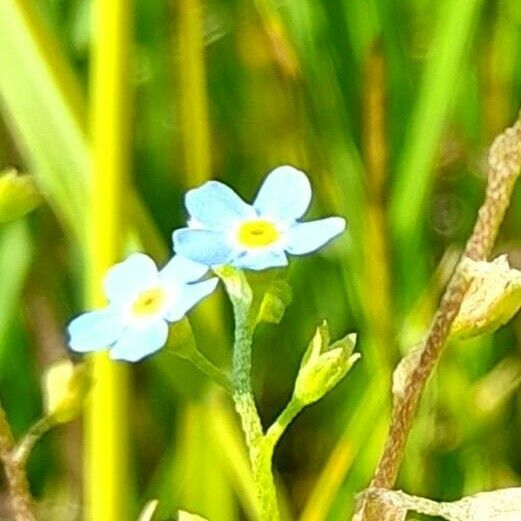 Myosotis scorpioides 花