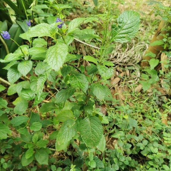 Stachytarpheta indica Habitus