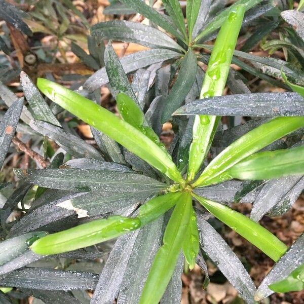 Podocarpus costalis Hàbitat