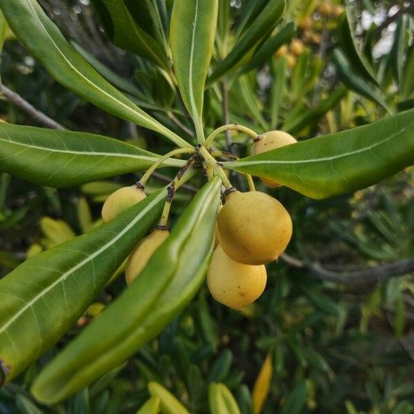 Pittosporum tobira Fruit