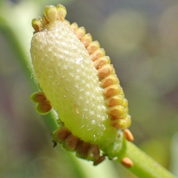 Ranunculus sceleratus Fruit