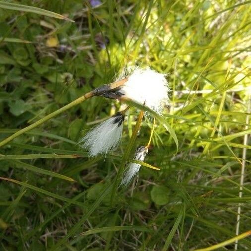 Eriophorum angustifolium Cvet