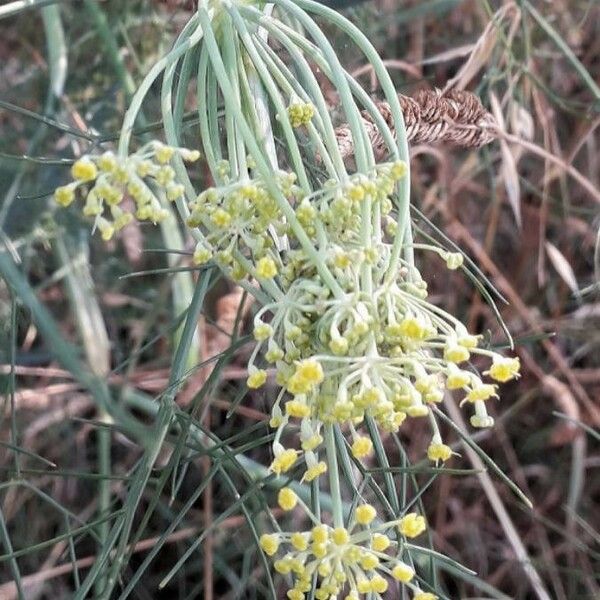 Foeniculum vulgare Çiçek