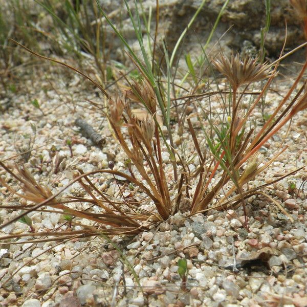 Juncus hybridus অভ্যাস