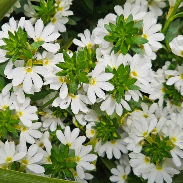 Scaevola plumieri Flower