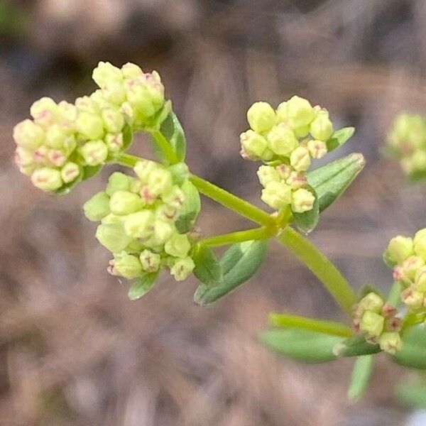 Galium boreale फूल