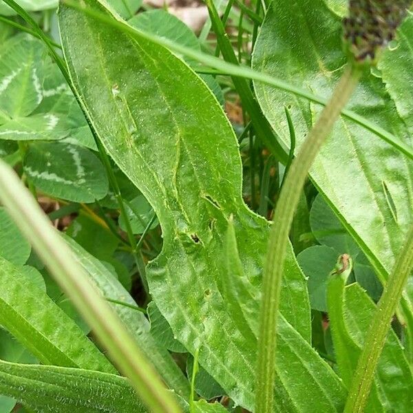 Plantago lanceolata Leaf