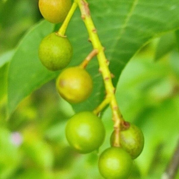 Prunus virginiana Плод