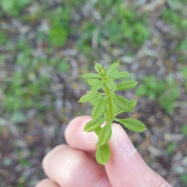 Galium aparine Hostoa