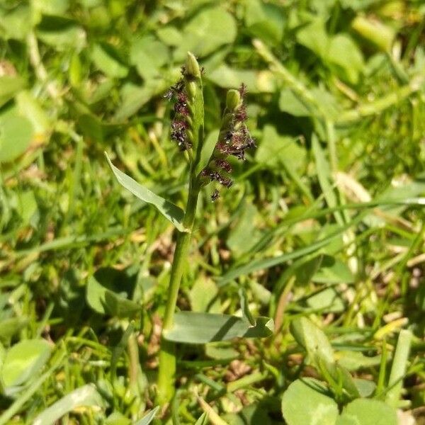 Paspalum distichum Flower