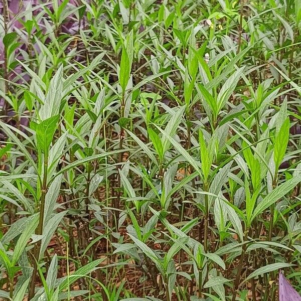 Ruellia simplex List