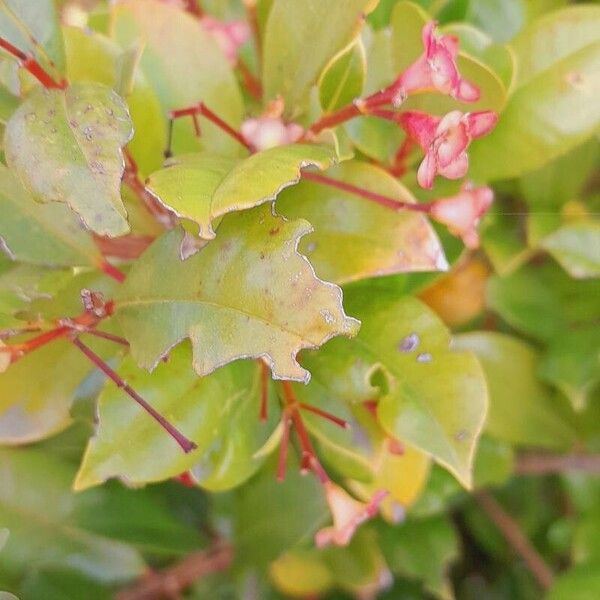 Syzygium paniculatum Листок