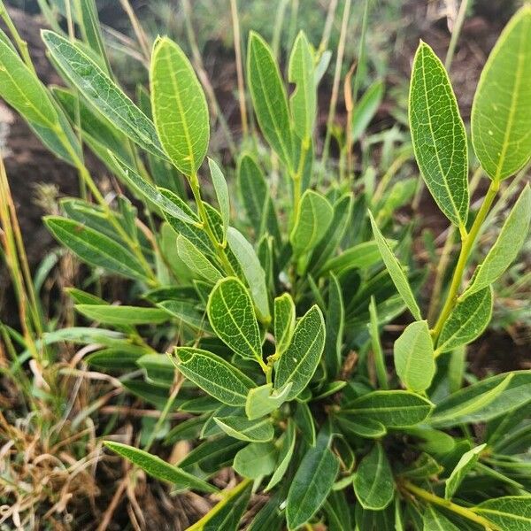 Boscia mossambicensis Leaf