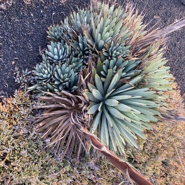 Agave macroacantha Blad