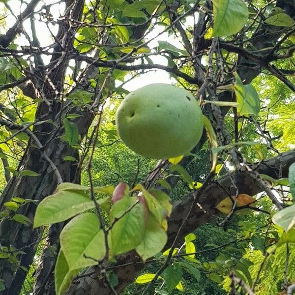 Aegle marmelos Fruchs