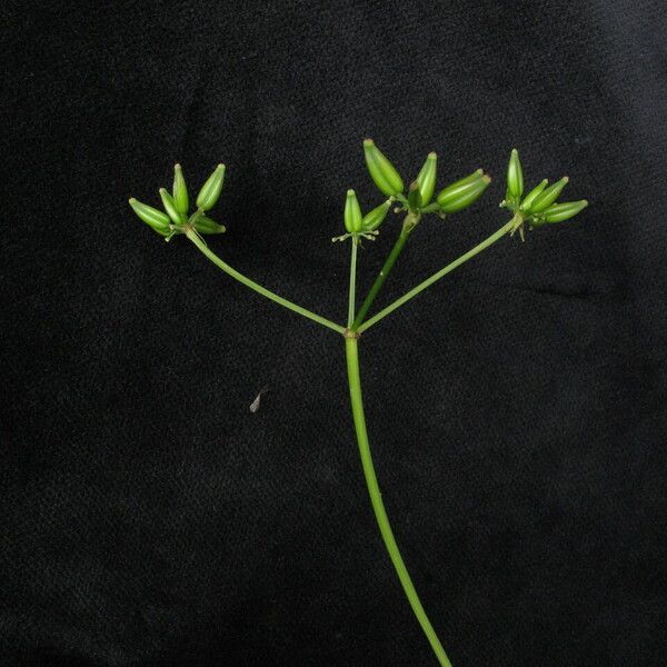 Chaerophyllum villosum Habit