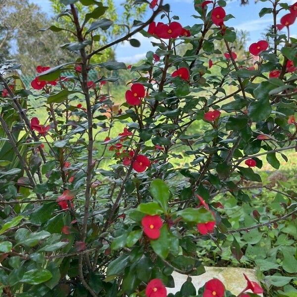 Euphorbia geroldii Bloem