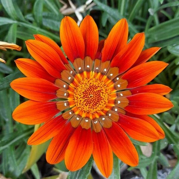 Gazania linearis Blüte