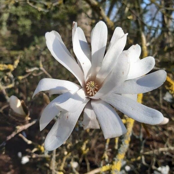 Observación: Magnolia stellata (Siebold & Zucc.) Maxim. (Philippe de  Spoelberch 20 de mar. de 2021) Flora mundial - Pl@ntNet identify