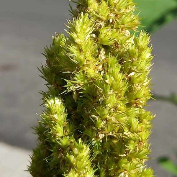 Amaranthus hybridus Kvet