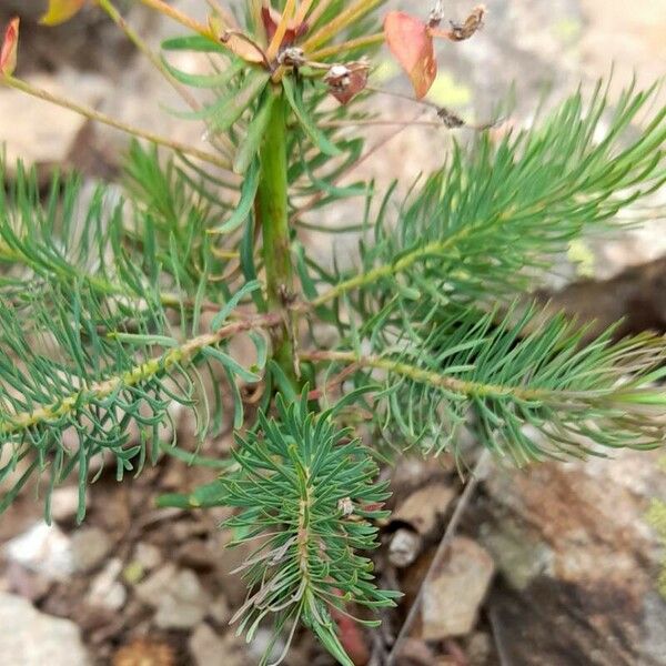 Euphorbia cyparissias Fuelha