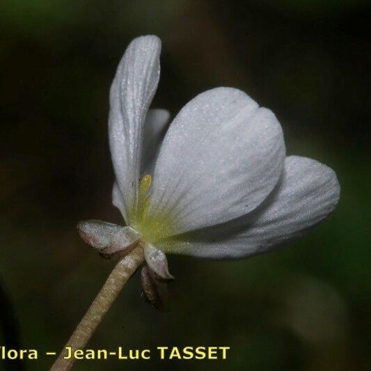 Ranunculus ololeucos Květ