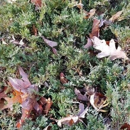 Juniperus horizontalis Hoja