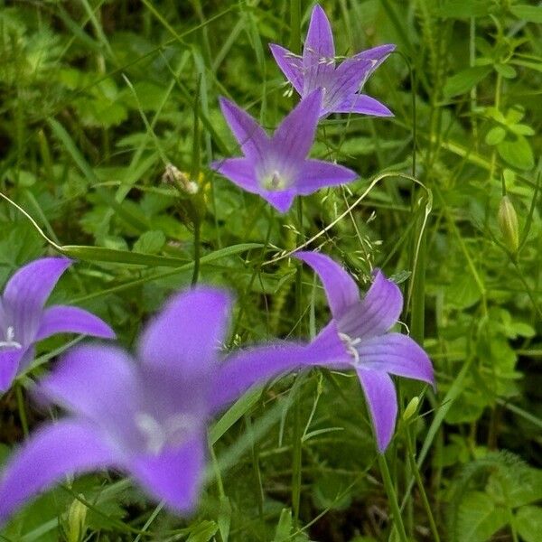 Campanula patula Flower