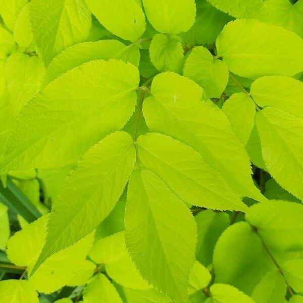 Aralia cordata Blatt