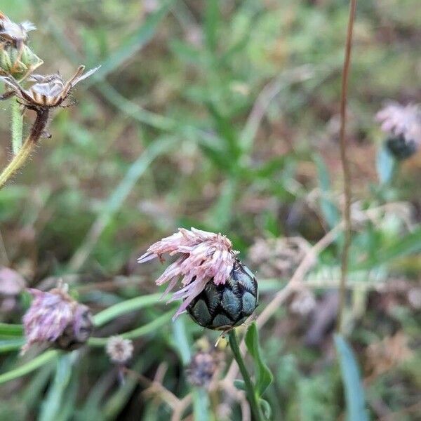 Centaurea scabiosa Fruit