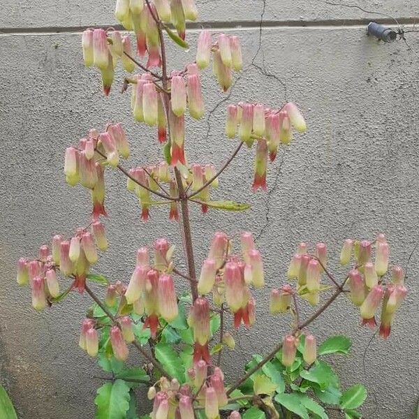 Kalanchoe pinnata Kwiat