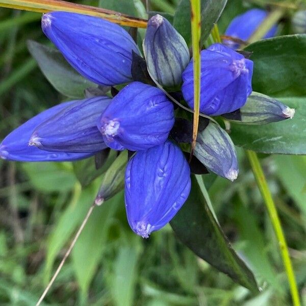 Gentiana andrewsii Flors