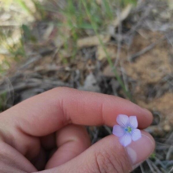 Linum bienne Flor