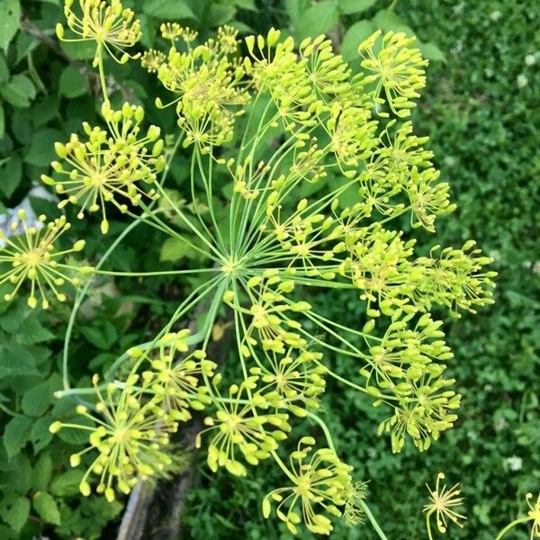 Anethum graveolens Frukt