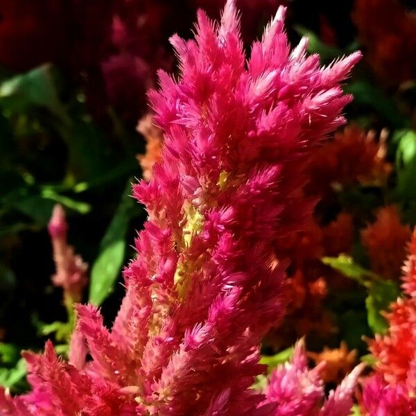 Celosia argentea Žiedas